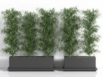 Palm in Plant Box 3D model