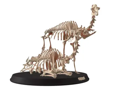 Couple Camel Cranium Low-poly 3D model
