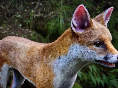 Fox Animal Low-poly 3D model buy