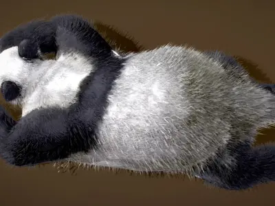 Giant Panda 3D model