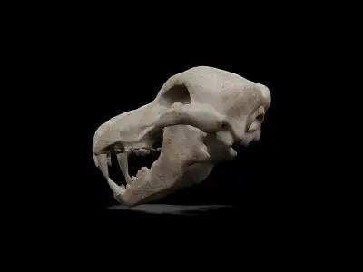 Wolf and Dog low poly game ready skull Low-poly 3D model