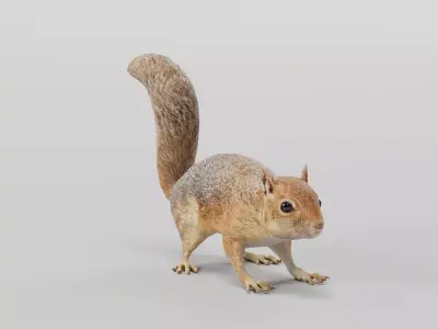 Fox Squirrel Rodent Low-poly 3D model