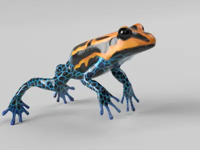 Poison Dart Frog Animated Low-poly 3D model