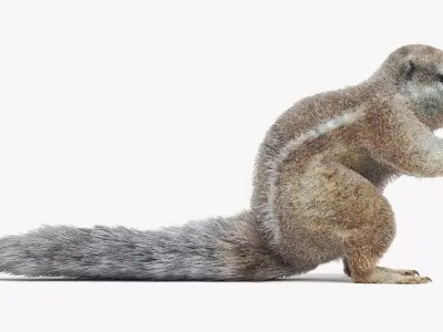 -Cape Squirrel- 3D model