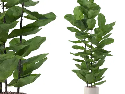 Ficus lyrata in modern flower pot 3D model order