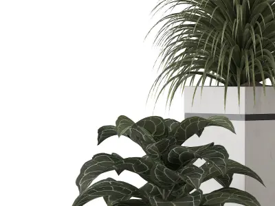 indoor plant 05 3D model