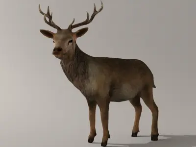 Game Ready Deer Model with antlers Low-poly 3D model