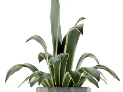 House Plant 26 3D model