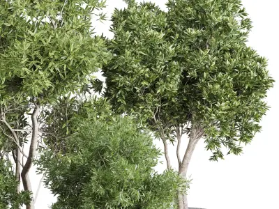 Outdoor Plants Trees and shrubs in Pot Set 144 Low-poly 3D model