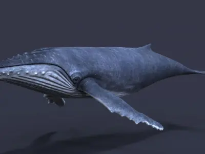 Humpback whale Low-poly 3D model