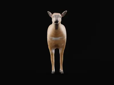 Eastern Bongo Female Antelope  Low-poly 3D model