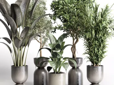 indoor plant pot plant ficus rubbery palm concrete dirt vase 3D model