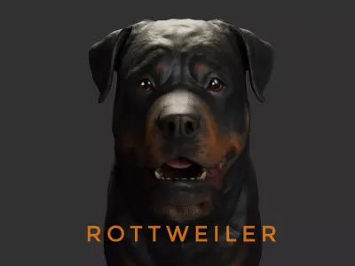 DOG - ROTTWEILER Low-poly 3D model
