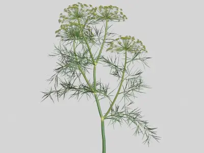 Dill Plant 3D model