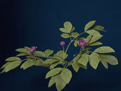 XfrogPlants Peony 3D model