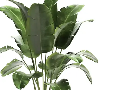 Banana palm in a rust pot for the interior 929 3D model