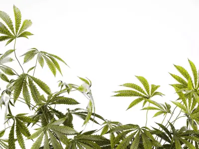 Modern Flower Bouquet Green Branches Cannabis Bush 609 3D model