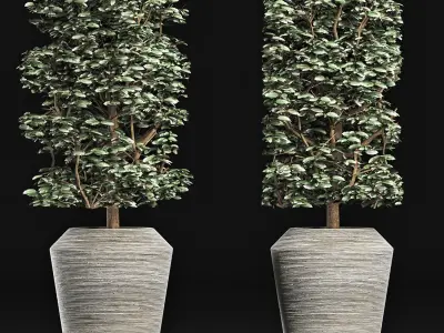 Plants Collection 177 Ligustrum Lucidum 3D model