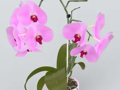 Orchid in Pot 3D model purchase