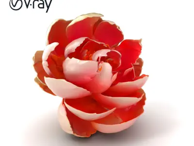 Bicolor Peony Soft Hue model pack Low-poly 3D model