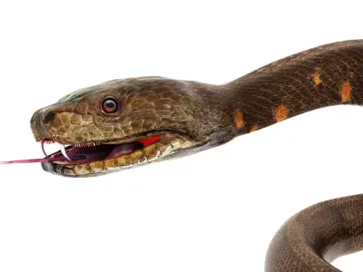 python snake dark brown  3D model