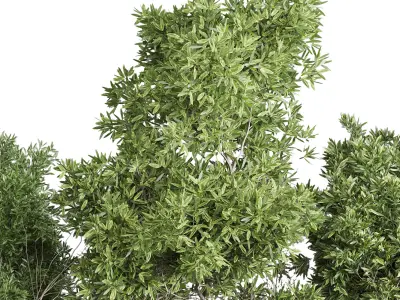 Outdoor Plants Trees and shrubs in Pot Set 144 Low-poly 3D model