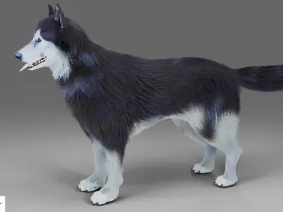 Fur Gray Wolf Rigged and Animation V01 Low-poly 3D model