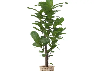 Ficus lyrata in modern flower pot 3D model get