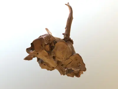 Scanned photorealistic broken roe dear skull with horns Low-poly 3D model