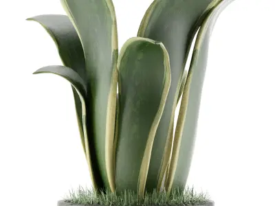 House Plant 25 3D model
