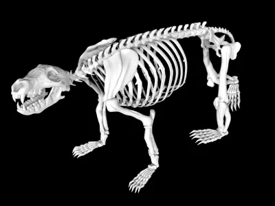 Bear Skeleton Low-poly 3D model