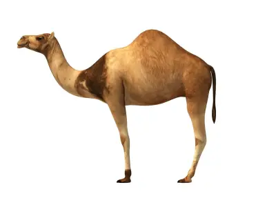Camel Low Poly VR AR Animal 3D model