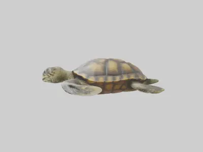 Realistic Turtle Model Low-poly 3D model