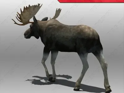 Moose Animated 3D model