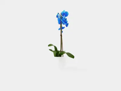 Phalaenopsis hybrid Royal Blue Low-poly 3D model