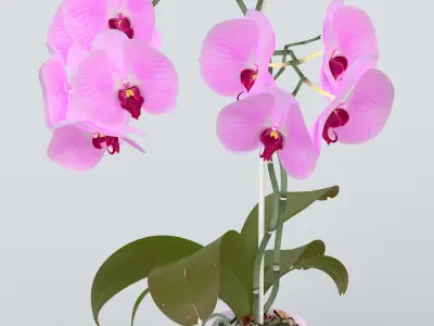 Orchid in Pot 3D model purchase
