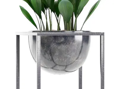 Collection Exotic plants 3D model