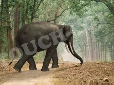 Elephant in circle 3D model