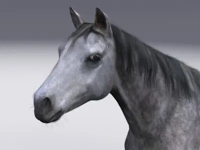 Horse collection with Fur 3D model