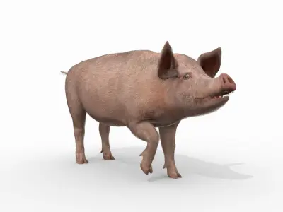 Porky the pig - animated 3d fur model 3D model