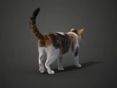 Calico Cat 01 Animated VFX Grace 3D model