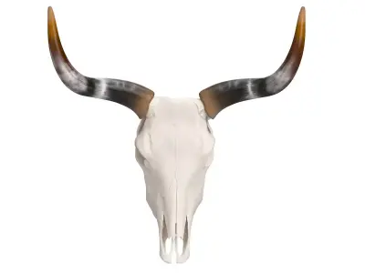 Cattle Skull and Horns 3D model