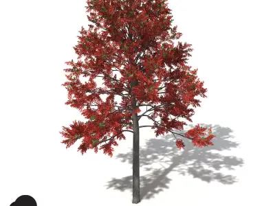 XfrogPlants Illawarra Flame Tree 3D model