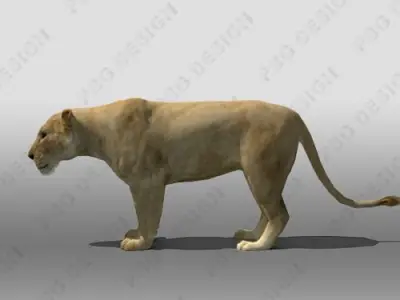 Lioness Animated Low-poly 3D model