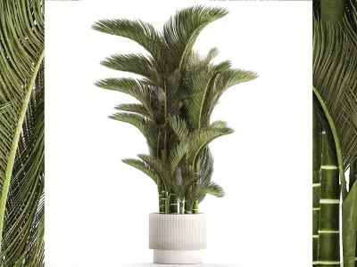 Small Indoor Palm White Pot Dypsis Cyrtostachys 1467 3D model