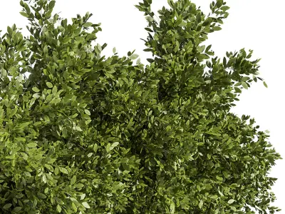 Outdoor Plants Tree in Concrete Box 02 3D model