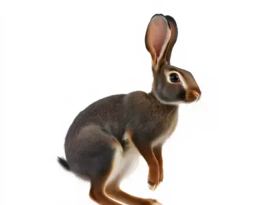 Realistic Rabbit Fur model pack Low-poly 3D model