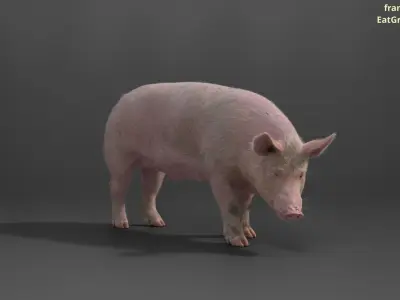 Male Pig with 2 Animations VFX Grace 3D model
