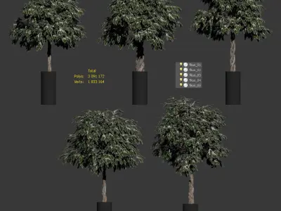 The ficus is large - 5 models 3D model