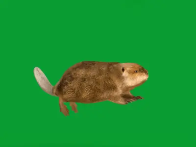North American Beaver Low-poly 3D model